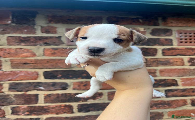 Jack Russell dogs - Advert 3