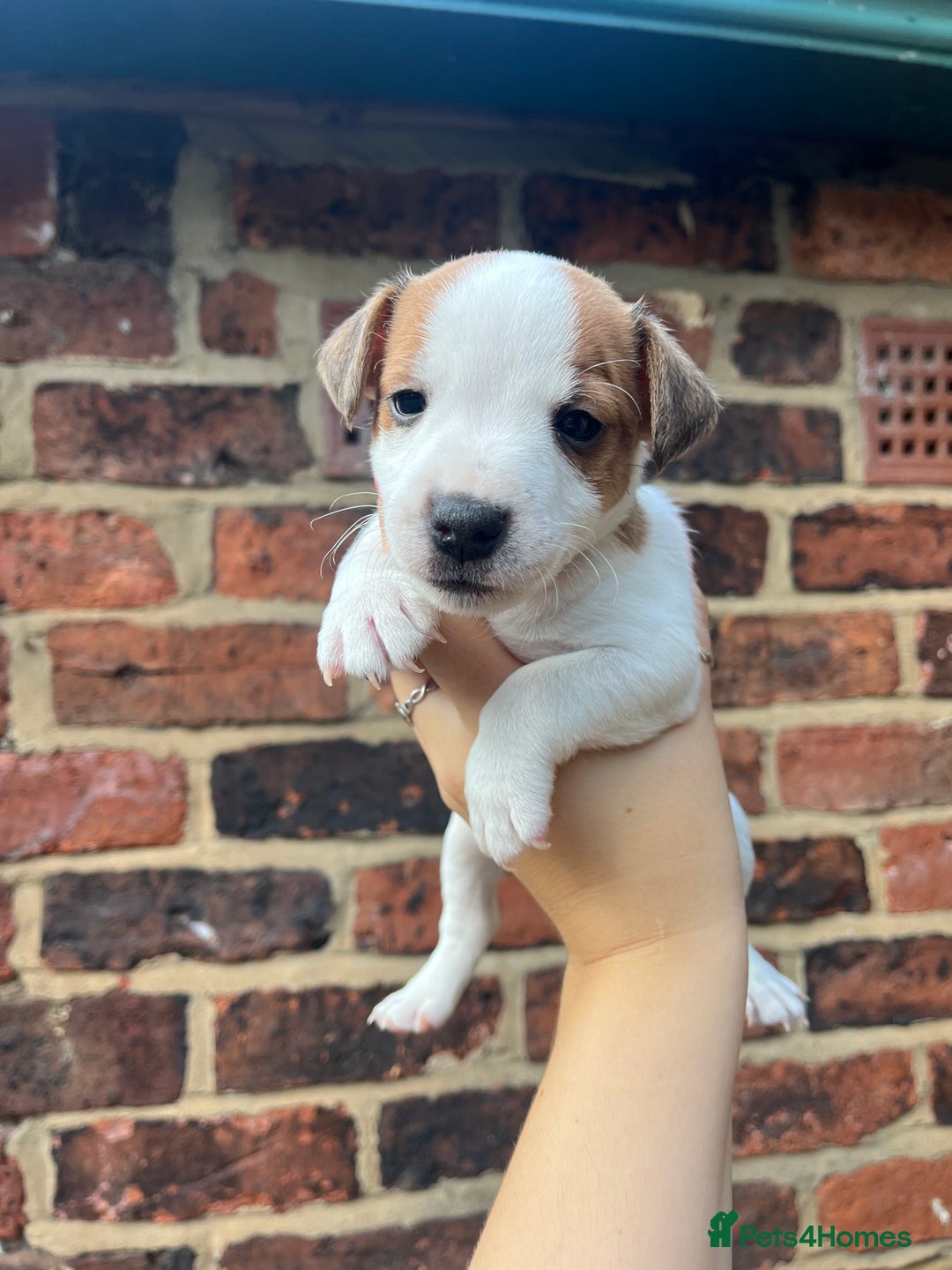 Jack Russell dogs for sale: Jack Russell Dog pup - Image 1