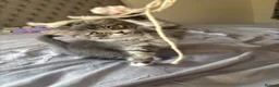 Ragdoll cats for sale: Kitten - Advert 2