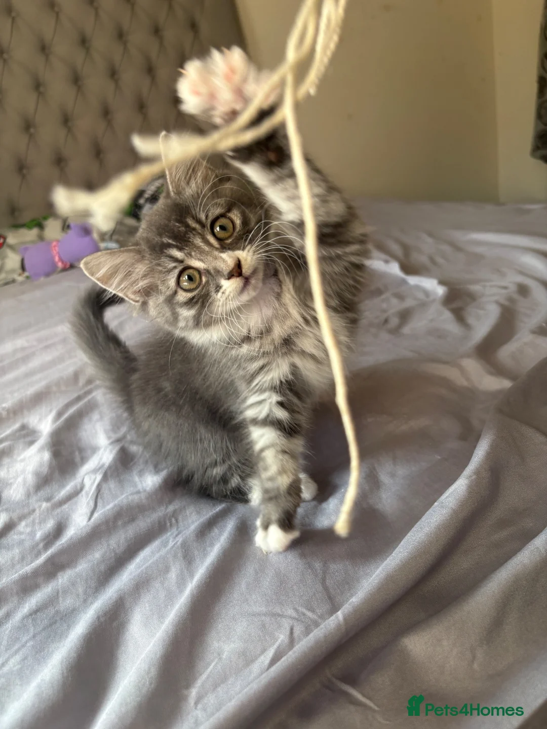 Ragdoll cats for sale: Kitten - Advert 2