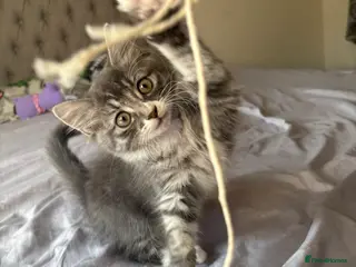 Ragdoll cats Kitten - Advert 1