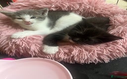 Mixed Breed cats for sale: Ragdoll mixed breed kittens  - Image 6