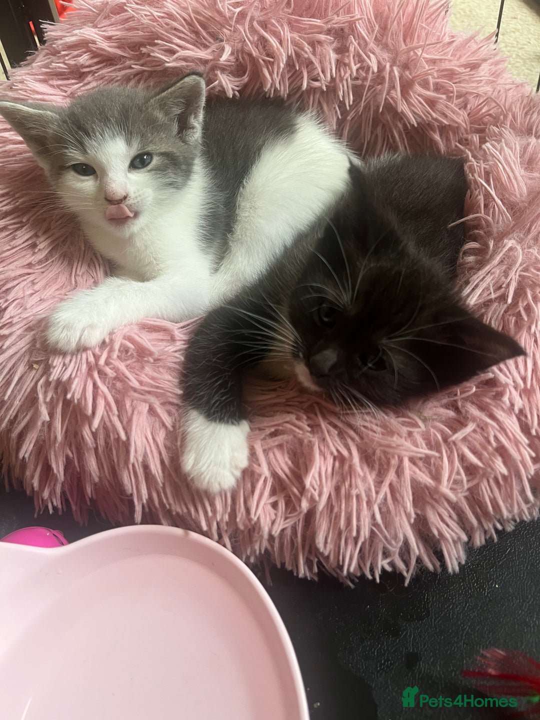 Mixed Breed cats for sale: Ragdoll mixed breed kittens  - Image 6