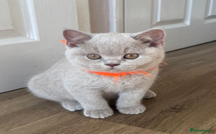 British Shorthair cats for sale in Eastbourne - Advert 2