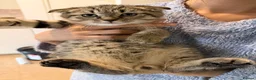 Scottish Fold cats for sale: Adorable Scottish fold/ Scottish straight Pure  - Advert 12