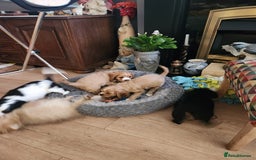 Mixed Breed dogs for sale: Cockerlier - Image 10