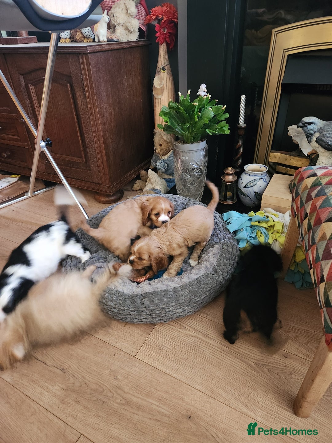 Mixed Breed dogs for sale: Cockerlier - Image 10