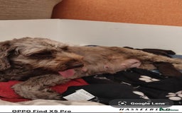 Cockapoo dogs for sale: Gorgeous Cockapoo puppies - Image 4