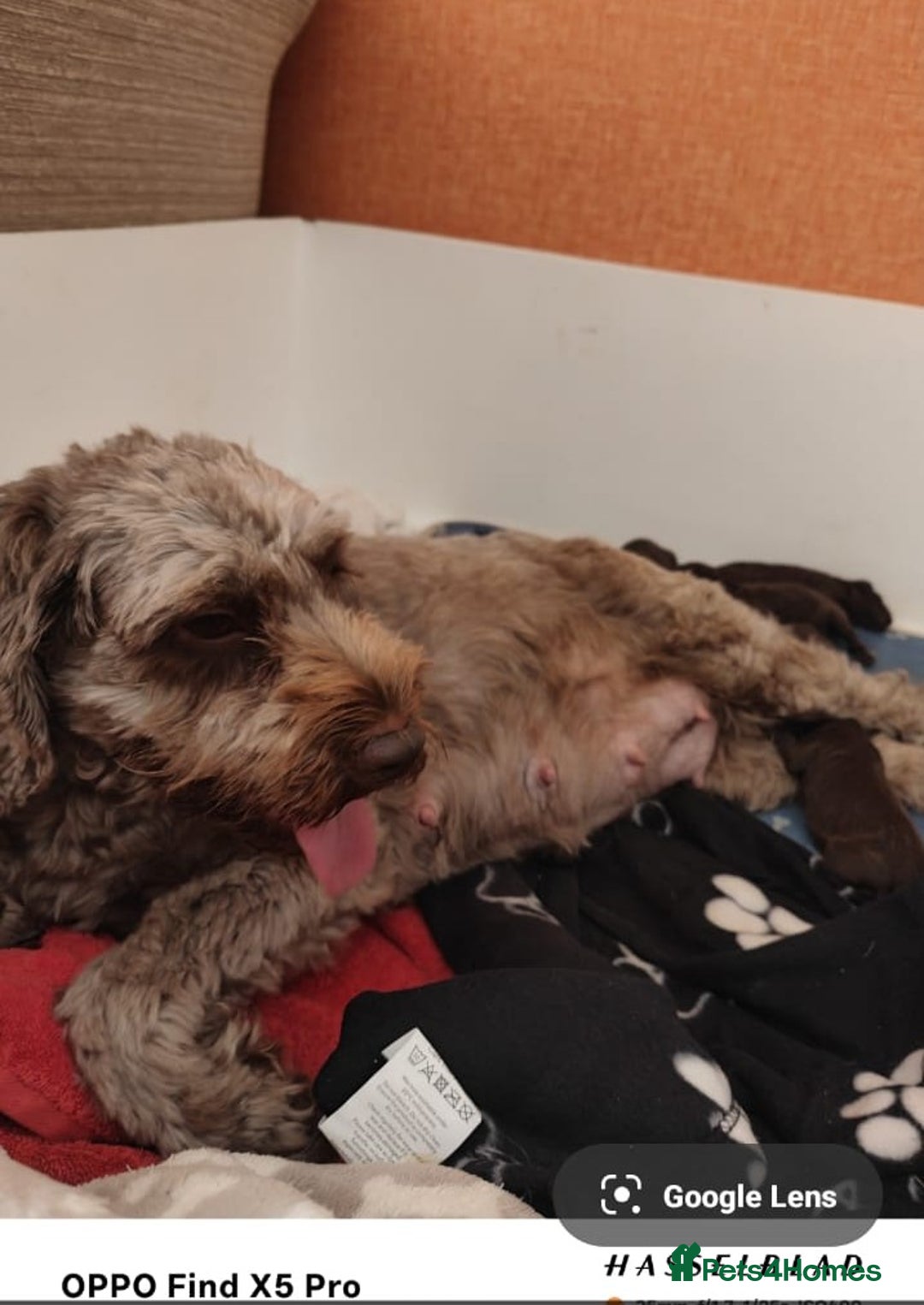 Cockapoo dogs for sale: Gorgeous Cockapoo puppies - Image 4