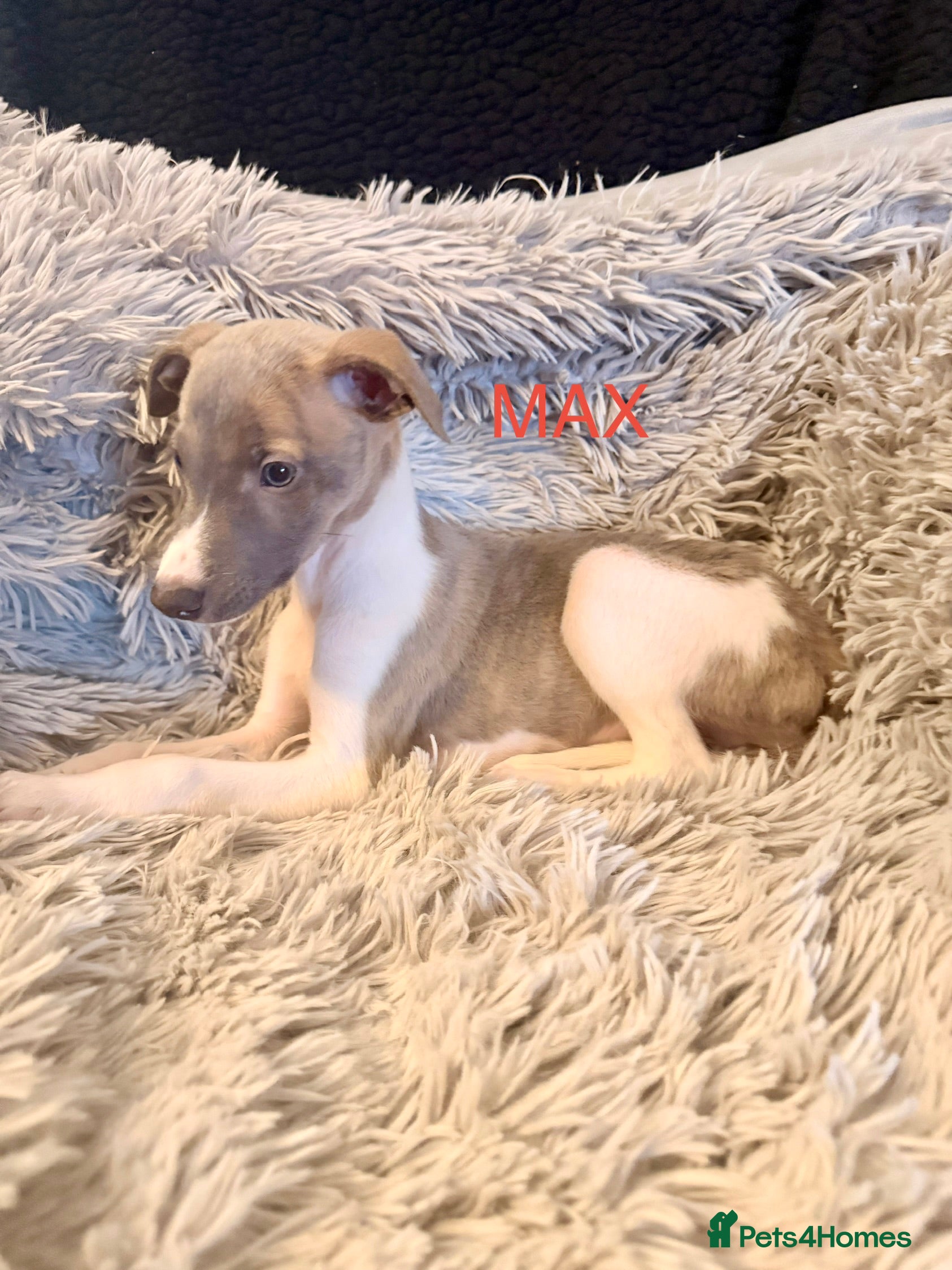 Whippet dogs ✨TWO LEFT! KC Whippet Puppies, Now Ready ✨ - Advert 1