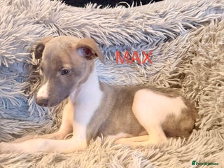 Whippet dogs ✨TWO LEFT! KC Whippet Puppies, Now Ready ✨ - Advert 1