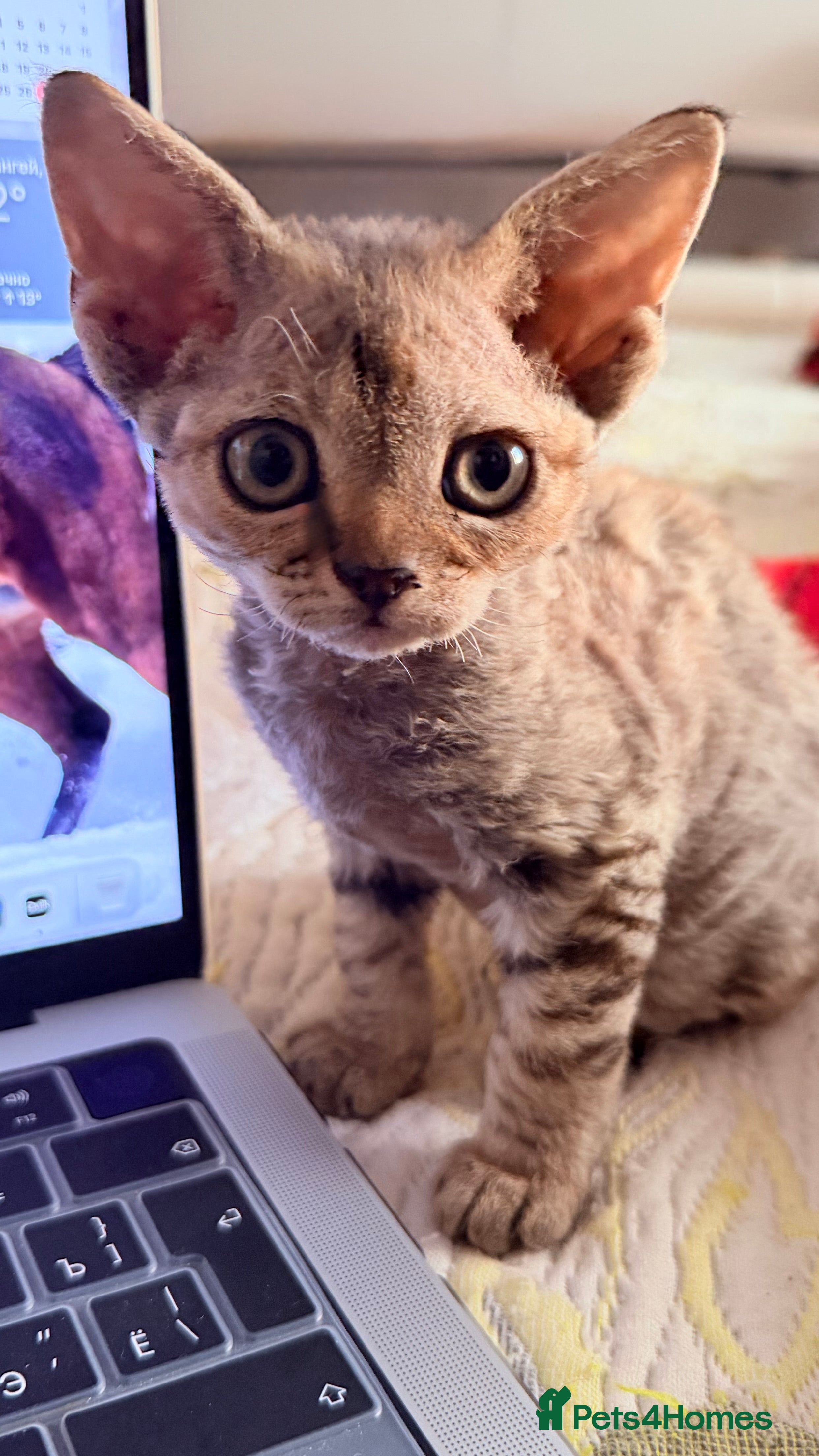 Devon Rex cats Devon  - Advert 11