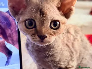 Devon Rex cats Devon - Advert 11