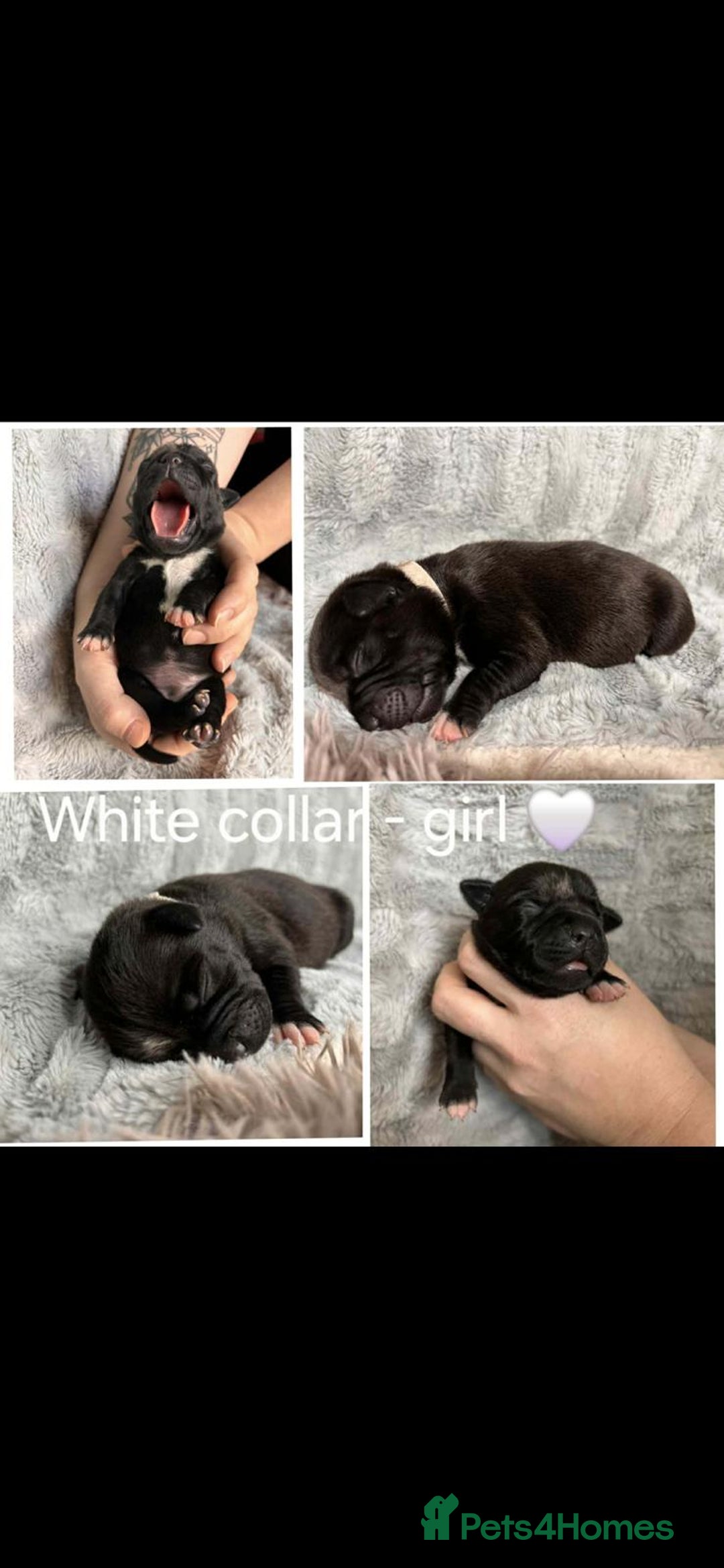 Staffordshire Bull Terrier dogs for sale: blue / black staffordshire bull terrier KC Pups - Advert 8