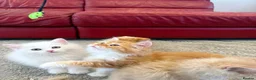 Mixed Breed cats for sale: Ragdoll x Persian Kittens (ONLY 4 left) in Dunstable - Advert 7