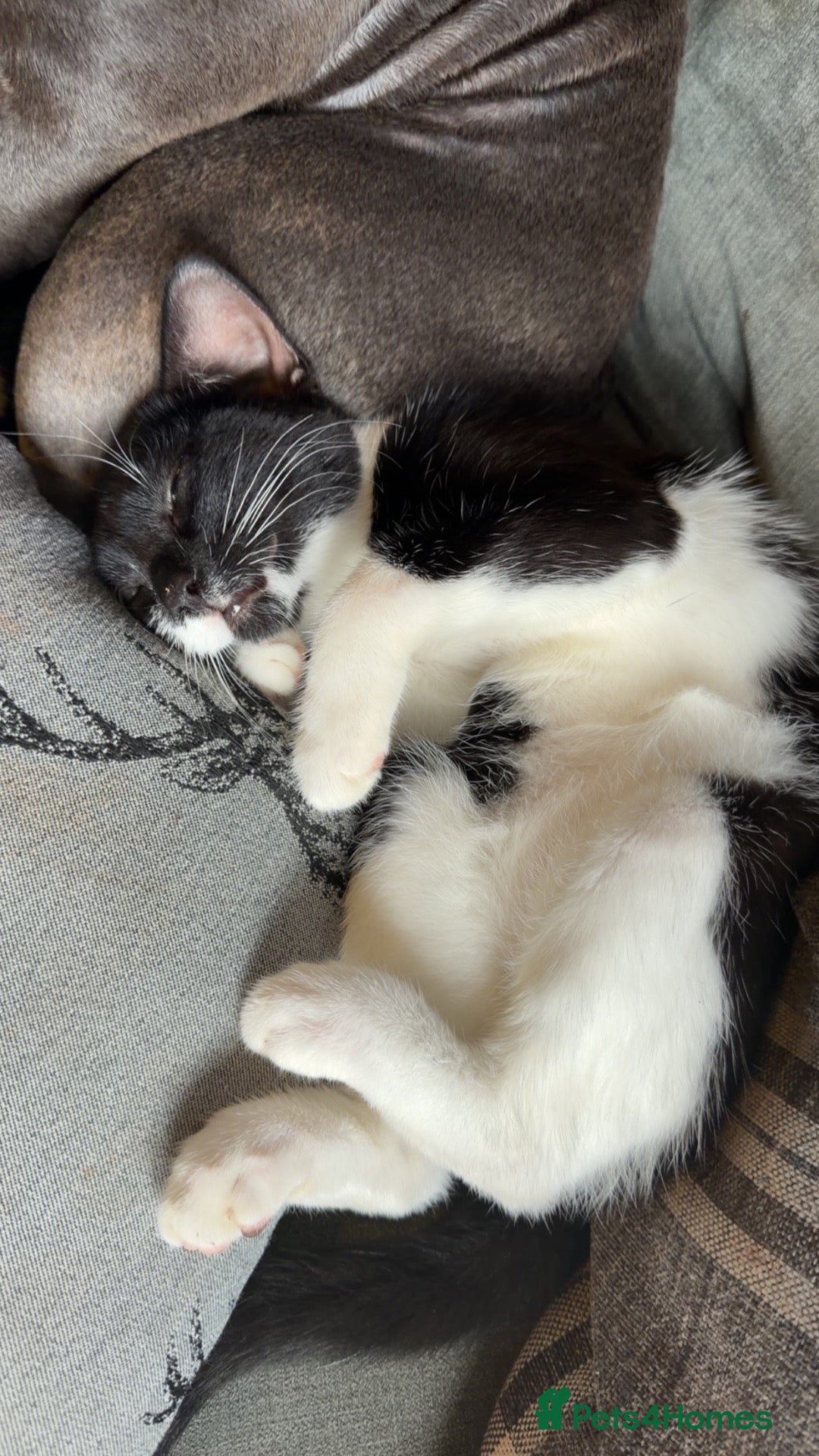 Domestic Shorthair cats Kittens looking forever home  - Advert 12