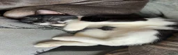 Domestic Shorthair cats for sale: Kittens looking forever home  in Dunfermline - Advert 1