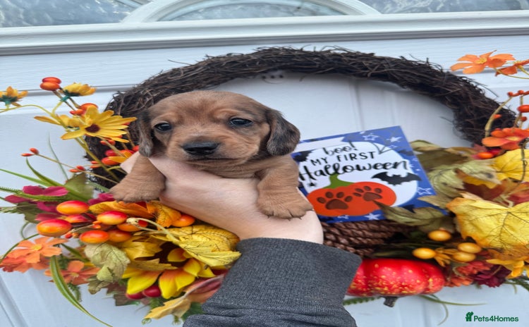 Miniature Dachshund dogs - Advert 15