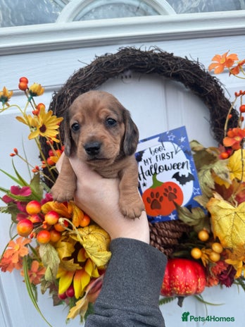 Miniature Dachshund dogs - Advert 8