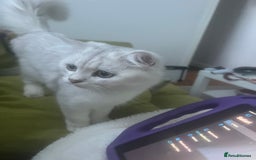 Persian cats for sale: PERSIAN CHINCHILLA - Image 3