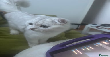 Persian cats - Advert 10