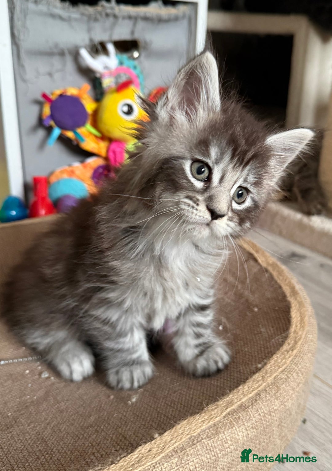 Maine Coon cats for sale: GCCF Maine coon stunning large kittens  - Advert 2