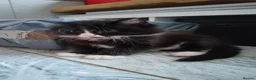 Mixed Breed cats for sale: Kitten Girl  - Advert 9