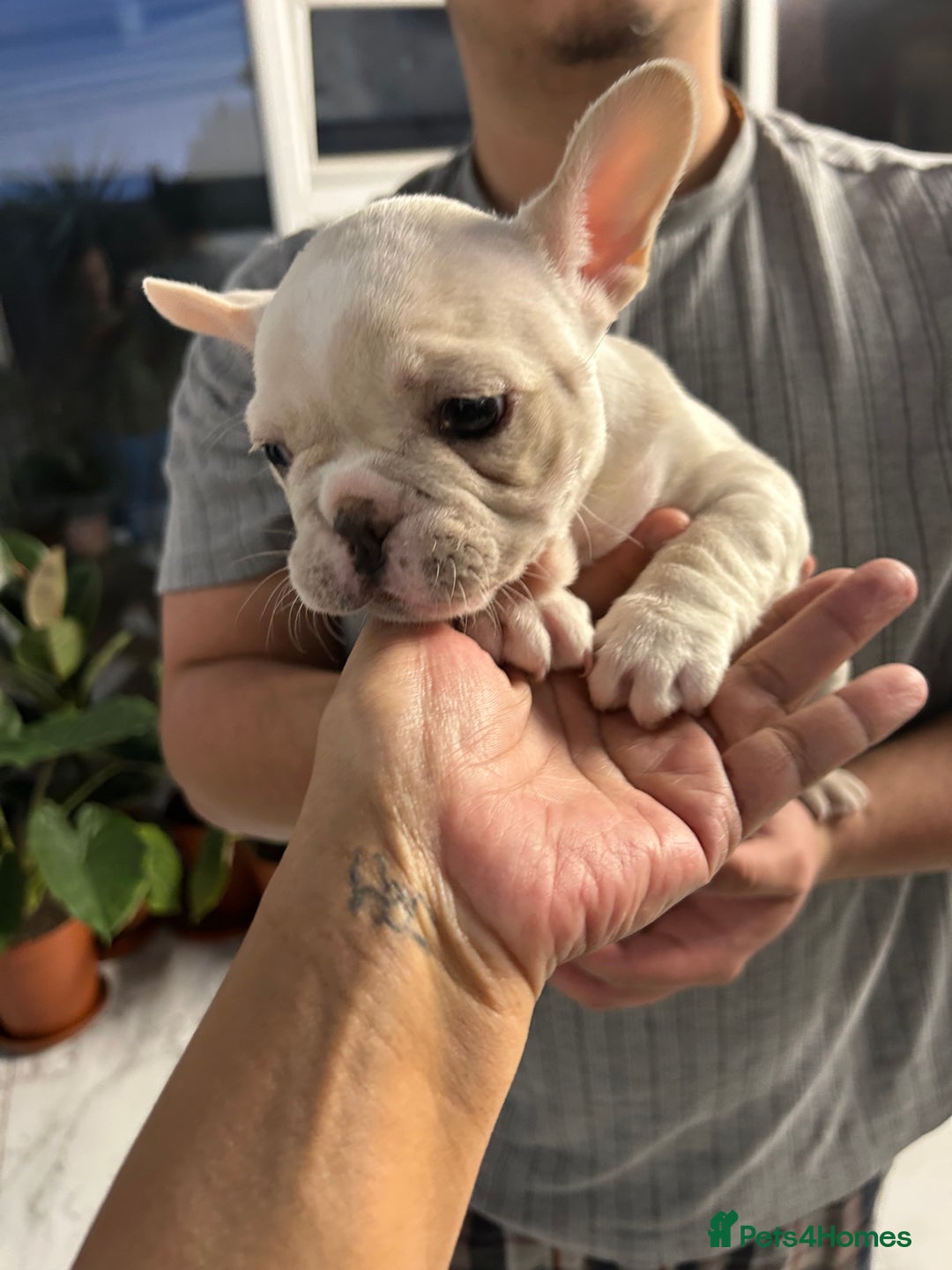 French Bulldog dogs for sale: 3 Extremely beautiful French bull terriers kc reg  - Advert 10