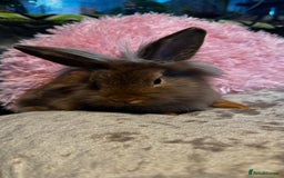 Mixed Breed rabbits for sale: Netherland dwarf and lionhead mixed bunnies - Image 37