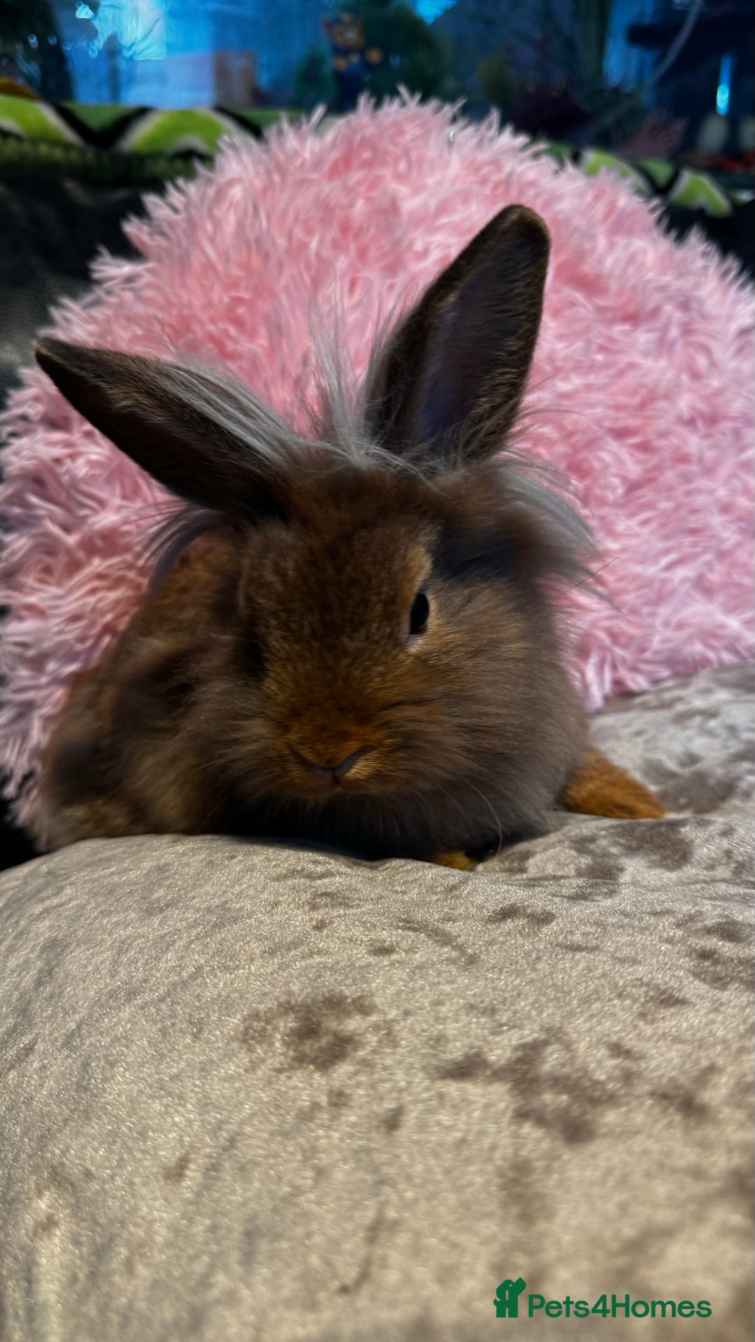 Mixed Breed rabbits for sale: Netherland dwarf and lionhead mixed bunnies - Image 37