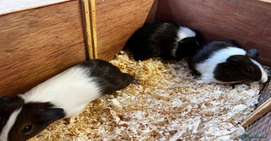 Guinea Pig rodents - Advert 12