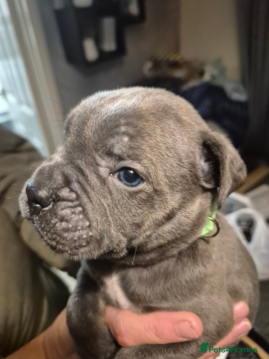 Cane Corso dogs for sale: Mum (3/4 cane corse) Dad (Full Cane corso)KANO - Advert 17