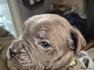 Cane Corso dogs Mum (3/4 cane corse) Dad (Full Cane corso)KANO - Advert 8