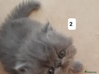 Persian cats GCCF Registered Persian kittens - Advert 5