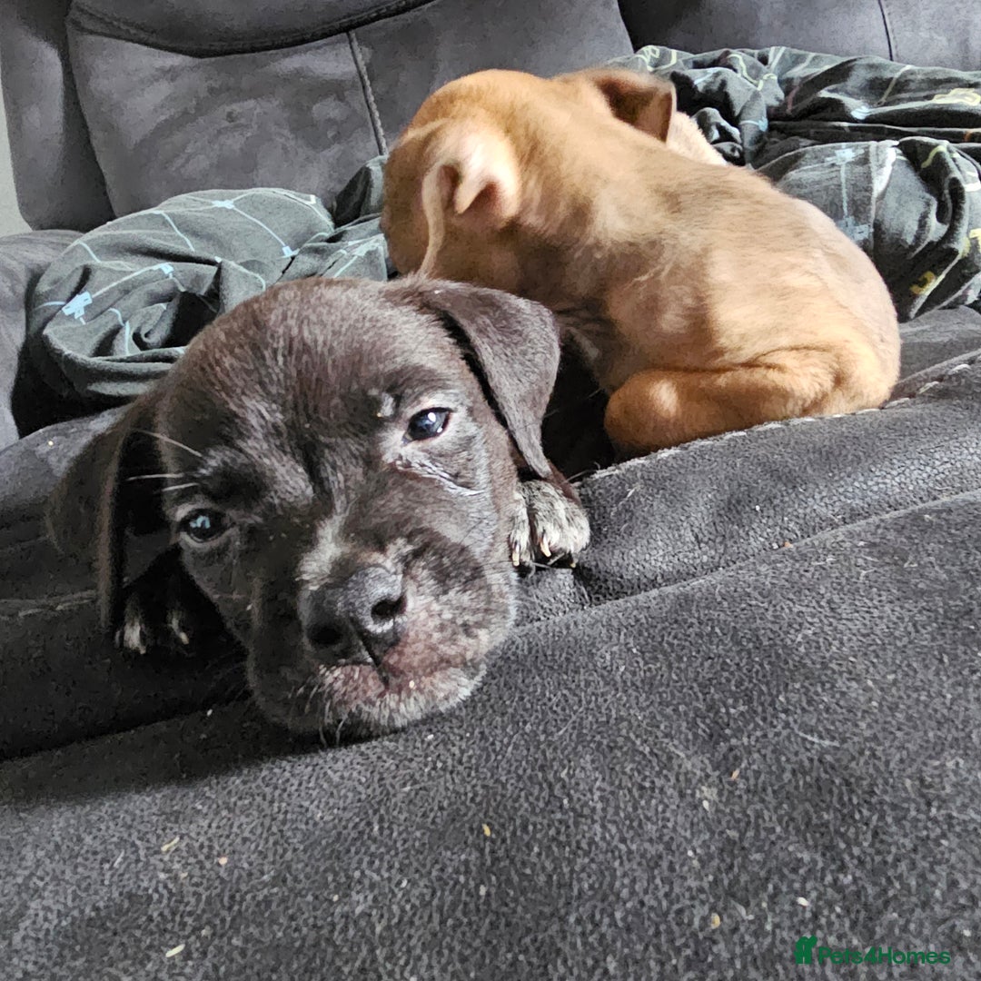 Mixed Breed dogs for sale: Accidental litter - Image 6