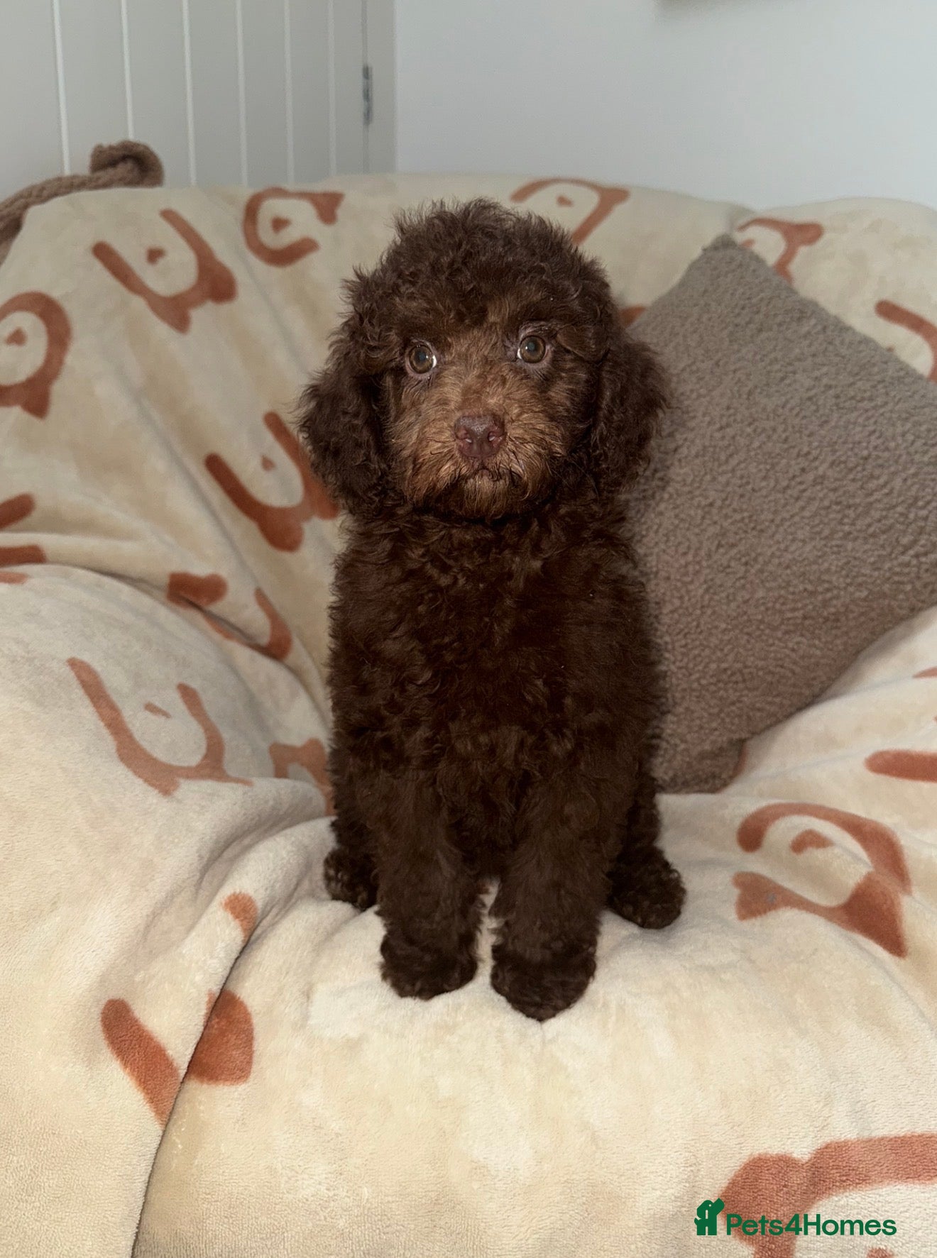 Miniature Poodle dogs 🩷🩷Stunning Chocolate Miniature Poodles🩷🩷 - Advert 8