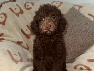 Miniature Poodle dogs 🩷🩷Stunning Chocolate Miniature Poodles🩷🩷 - Advert 8