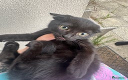 British Shorthair cats for sale: ******  - Image 2