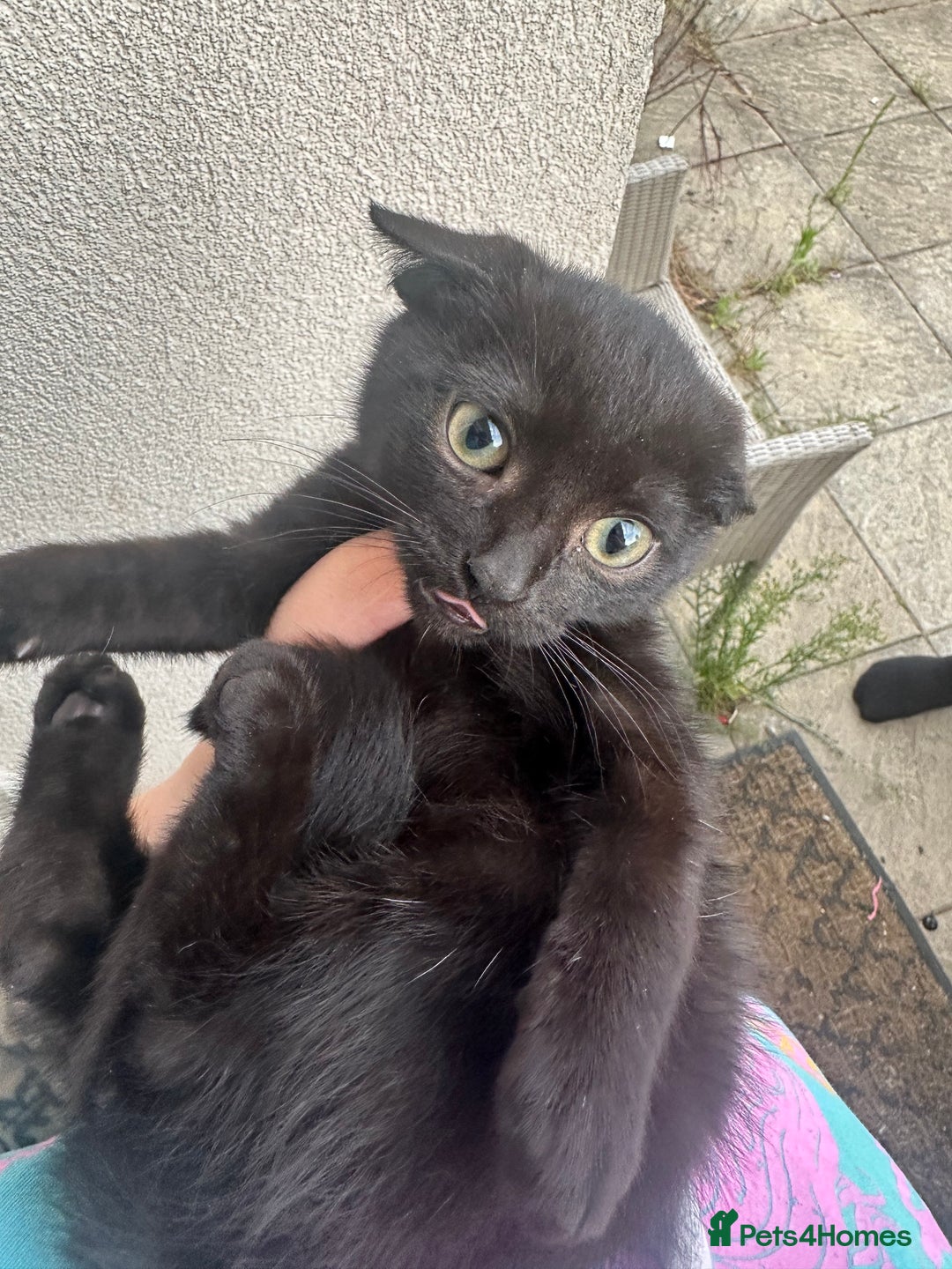 British Shorthair cats for sale: ******  - Image 2