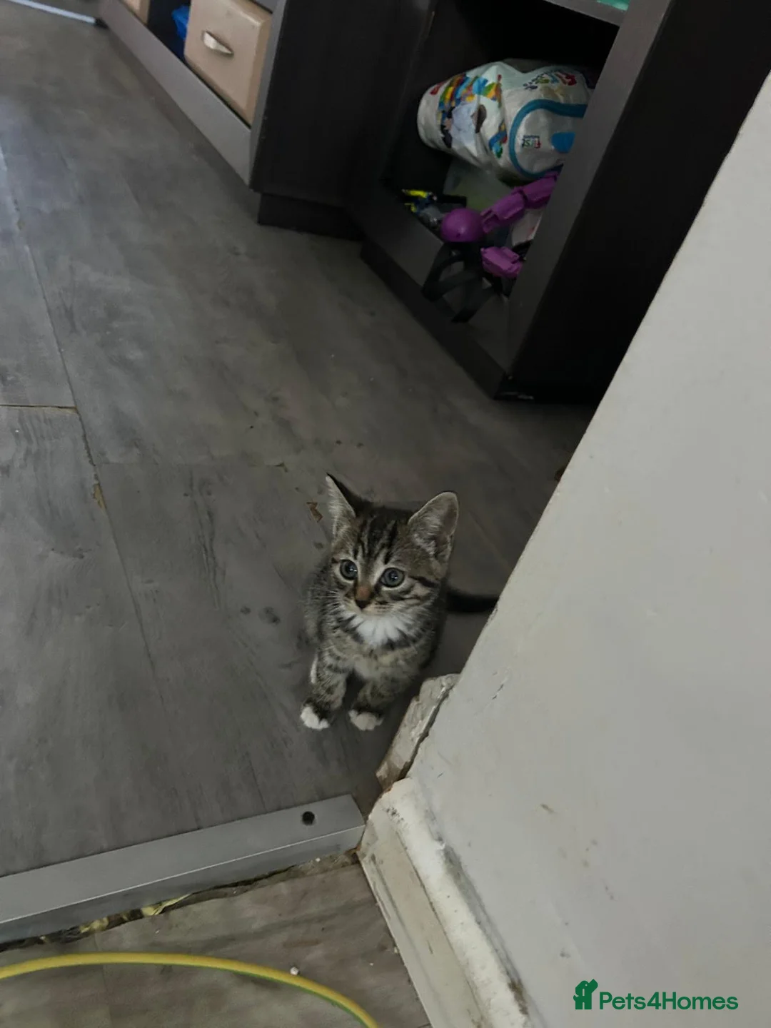 Mixed Breed cats for sale: Kitten in Manchester - Advert 2
