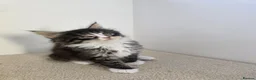 Maine Coon cats for sale: Maine coon kittens  - Advert 16