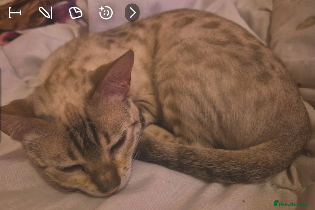 Bengal cats for sale: Stunning Snow Bengal Girl - Advert 3