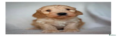Cockapoo 4