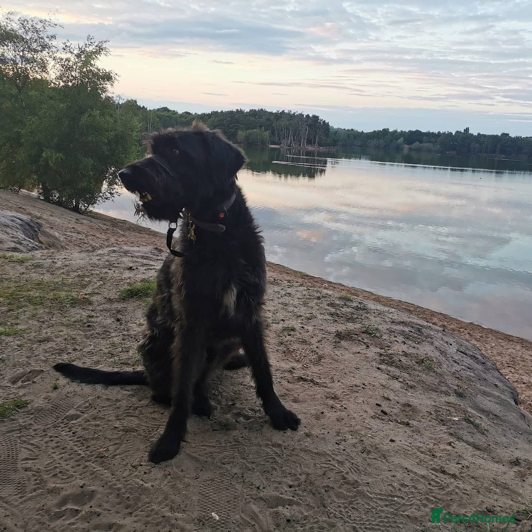 Mixed Breed dogs for sale: Rehoming older labradoodle x Lurcher - Image 6