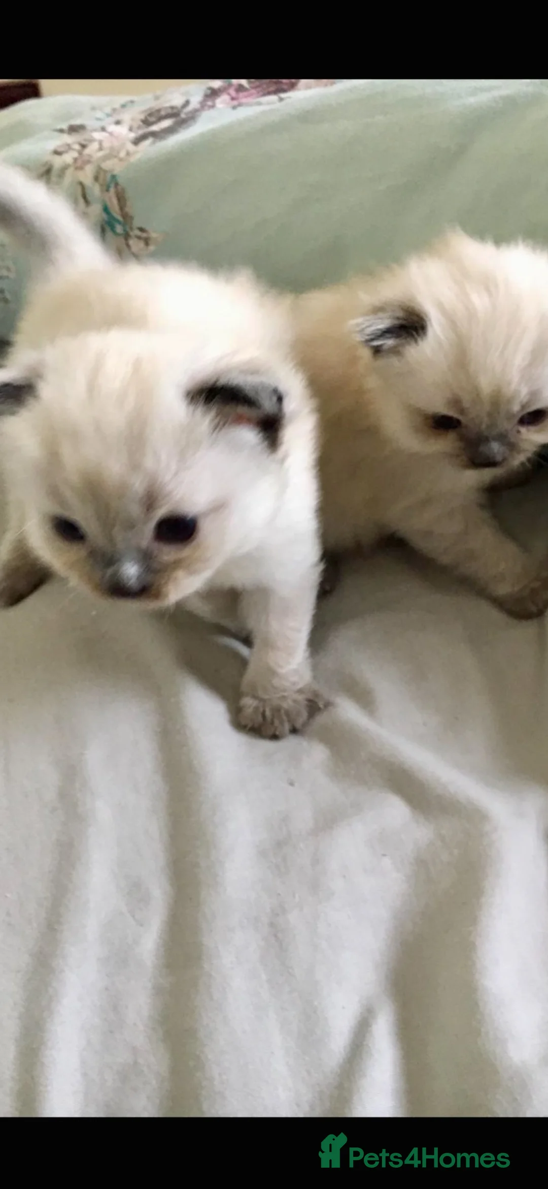 Ragdoll cats for sale: Stunning GCCF Babies - Advert 2
