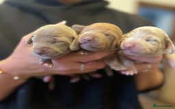 Miniature Dachshund dogs for sale: ✨ THE LAST BEAUTIFULLY BRED KC REG GIRL  - Image 14