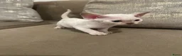 Devon Rex cats for sale: Beautiful GCCF Registered Devon Rex Kittens 🩷 - Advert 12