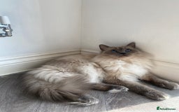 Ragdoll cats for sale: Beautiful doll face Ragdoll kittens  - Image 3