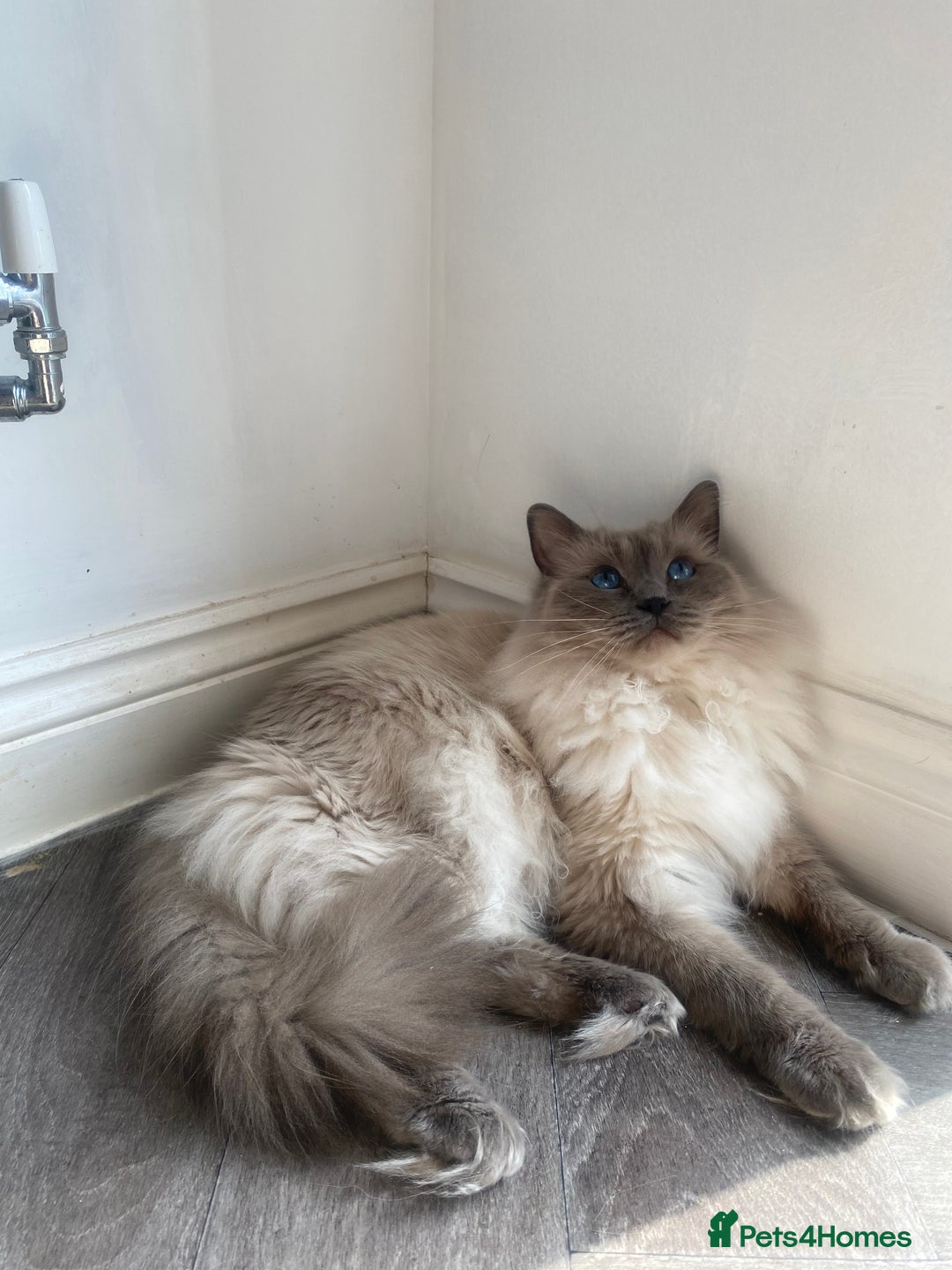 Ragdoll cats for sale: Beautiful doll face Ragdoll kittens  - Image 3