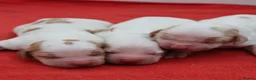 Cocker Spaniel dogs for sale: Kc registered working cockers  - Advert 8